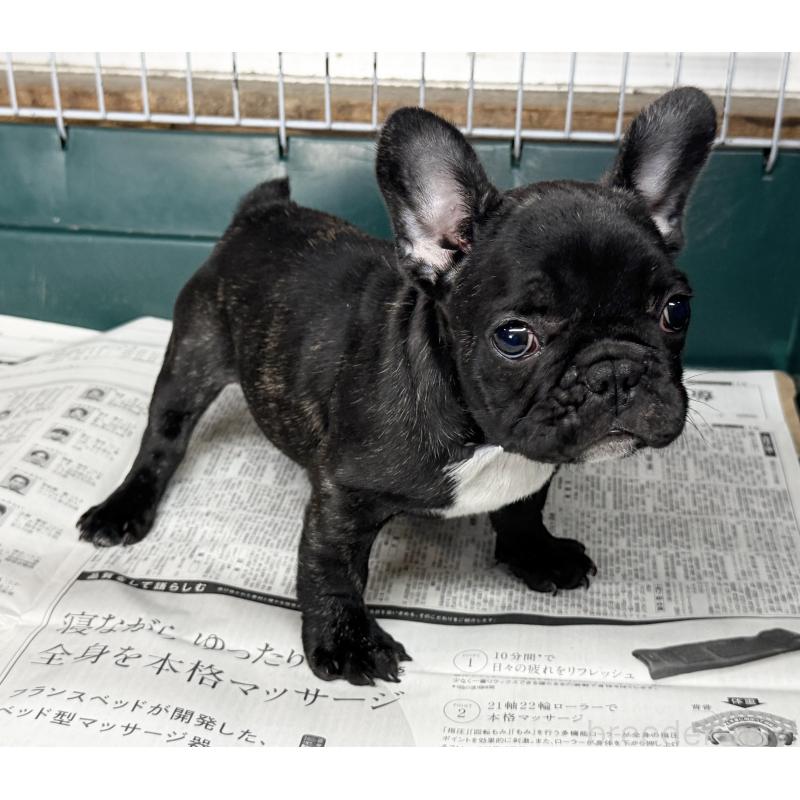 販売中の愛知県のフレンチブルドッグ-447317の4枚目
