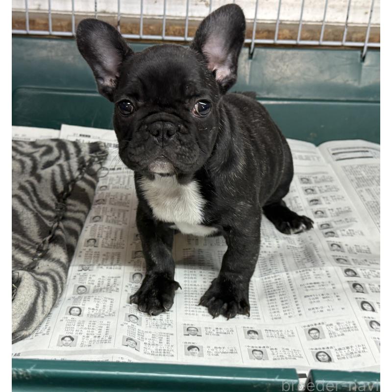 販売中の愛知県のフレンチブルドッグ-447317の3枚目