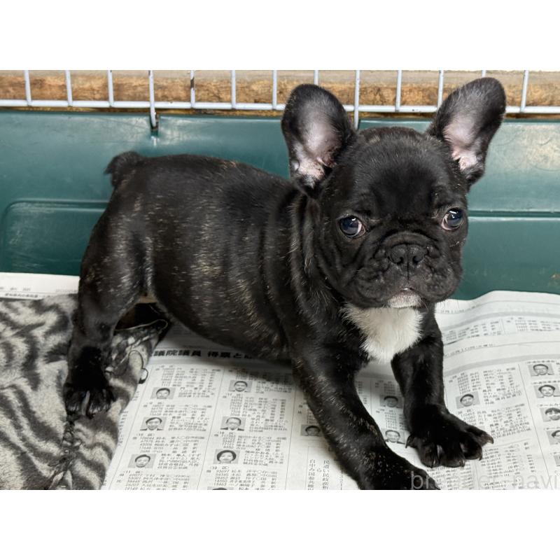 販売中の愛知県のフレンチブルドッグ-447317の2枚目