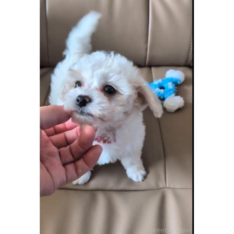 商談中の北海道のトイプードル-444440の3枚目