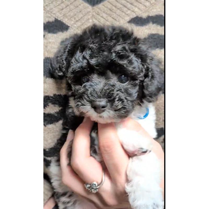 販売中の北海道のタイニープードル-444435の7枚目