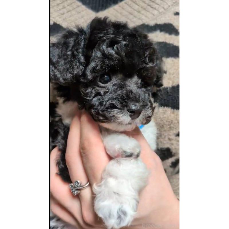 販売中の北海道のタイニープードル-444435の6枚目