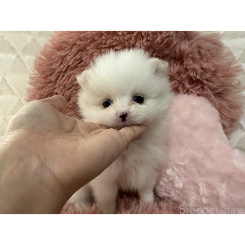 販売中の大分県のポメラニアン-451540の3枚目