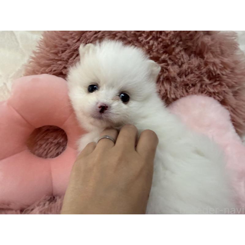 販売中の大分県のポメラニアン-451540の2枚目