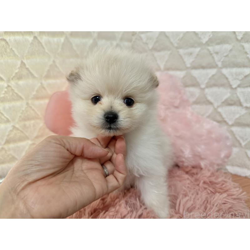 販売中の大分県のポメラニアン-451537の2枚目