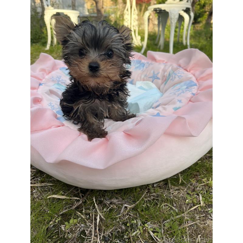 販売中の福岡県のヨークシャーテリア-453702の3枚目