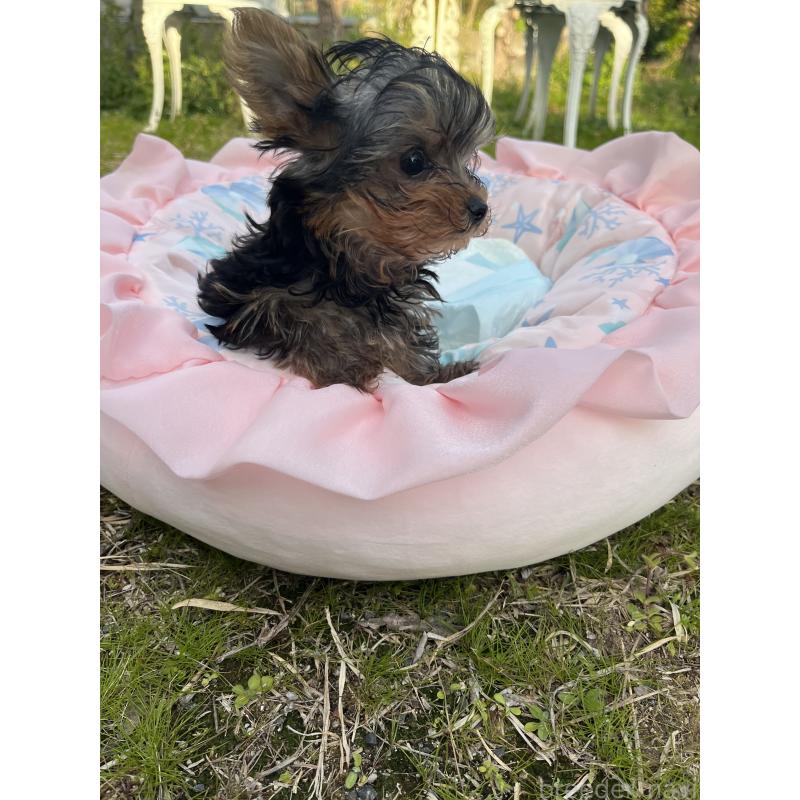 販売中の福岡県のヨークシャーテリア-453702の2枚目