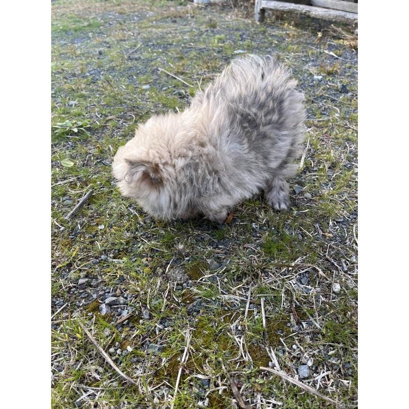 販売中の福岡県のミックス犬-453703の2枚目