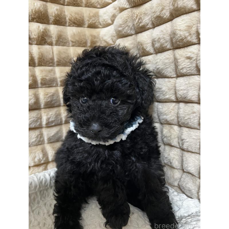 販売中の三重県のタイニープードル-453708の3枚目