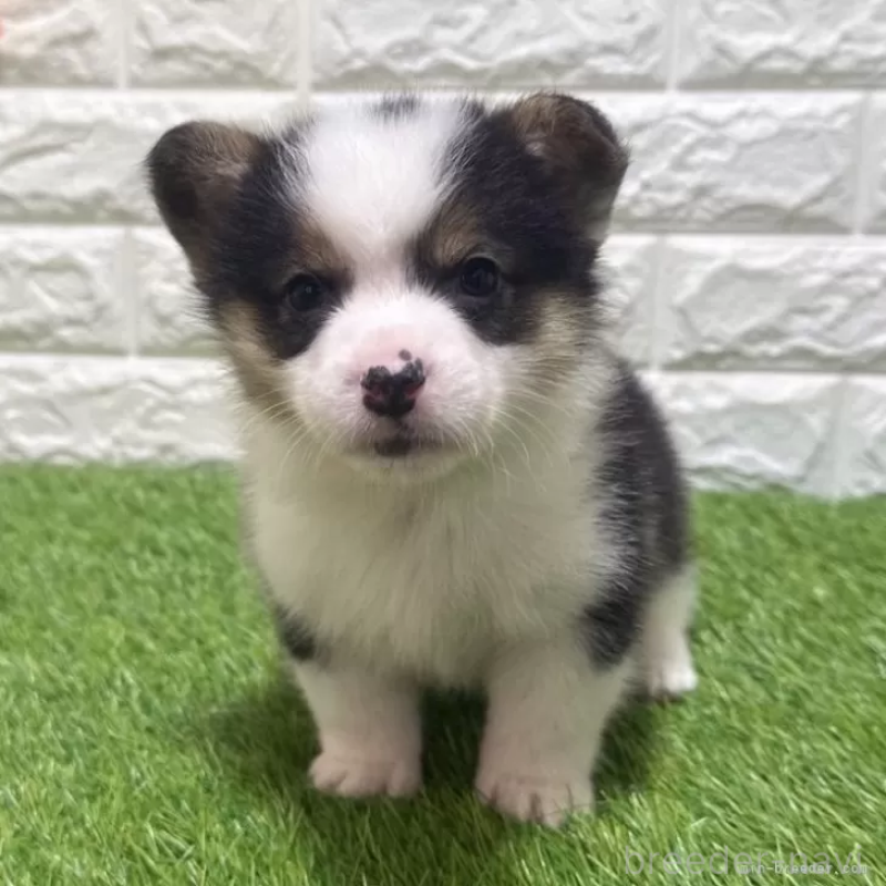 販売中の愛知県のウェルシュコーギーペンブローク-451285