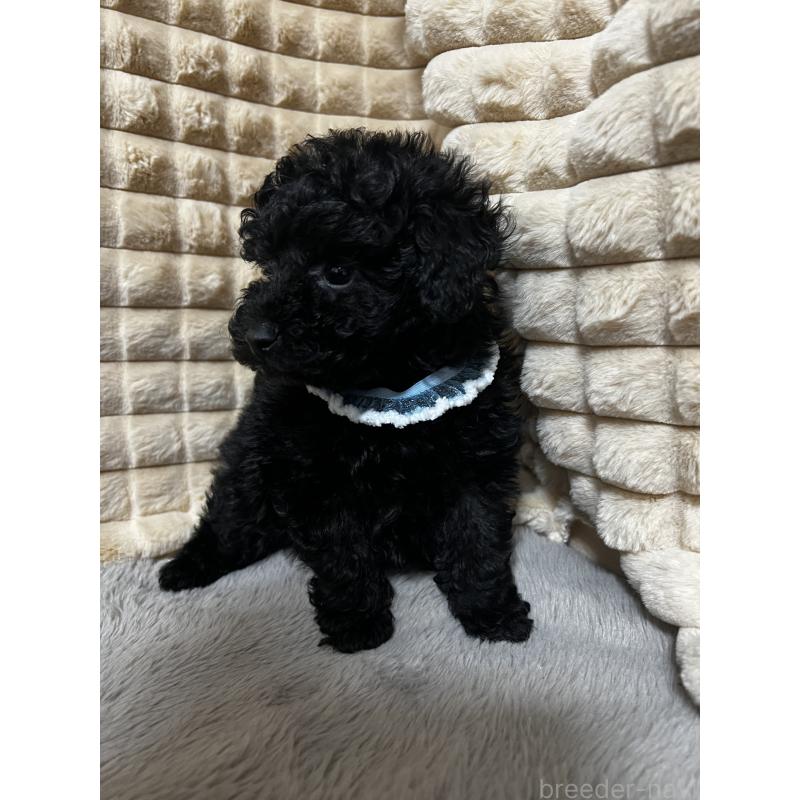 販売中の三重県のタイニープードル-453708の2枚目