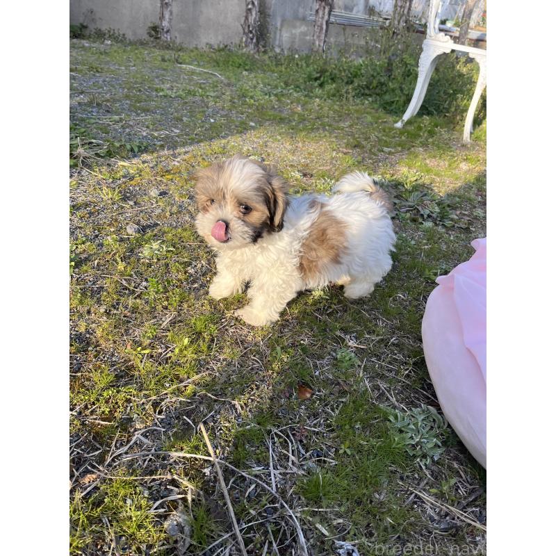 販売中の福岡県のミックス犬-453705の2枚目