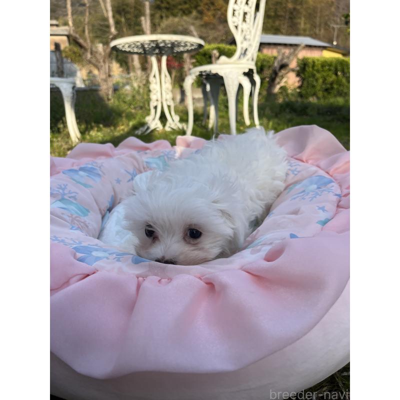 販売中の福岡県のマルチーズ-453707の2枚目