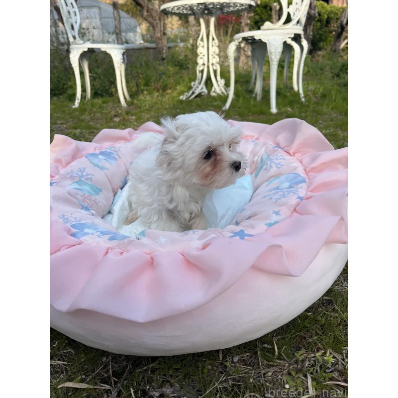 販売中の福岡県のマルチーズ-453709の2枚目