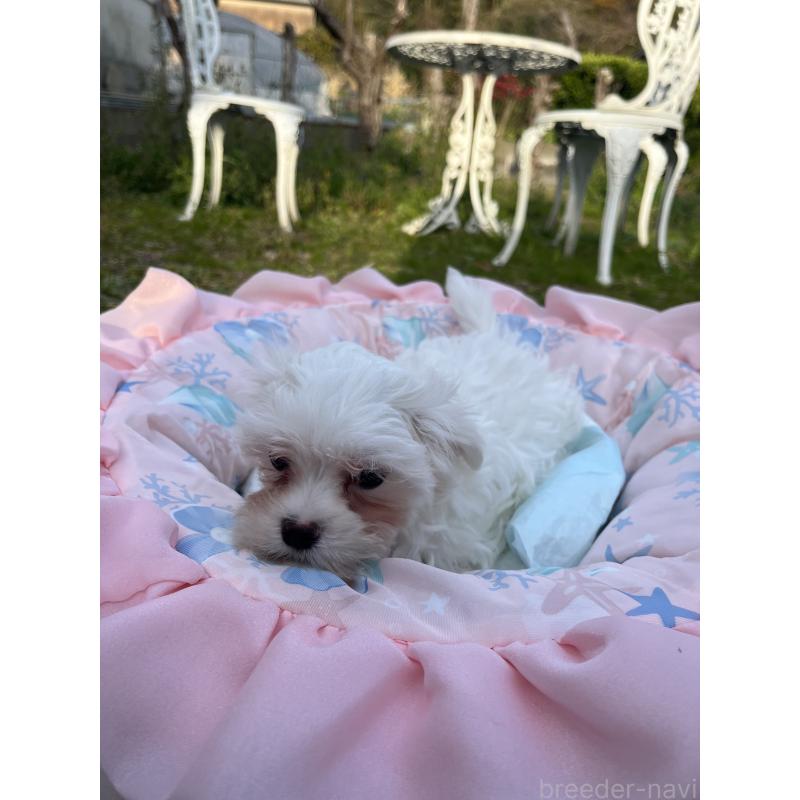 販売中の福岡県のマルチーズ-453711の2枚目