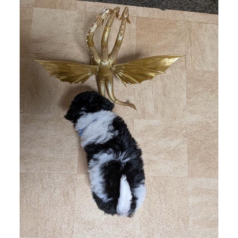 販売中の北海道のタイニープードル-444435の5枚目