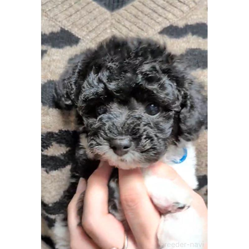 販売中の北海道のタイニープードル-444435の2枚目