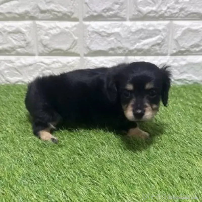 販売中の愛知県のカニンヘンダックスフンド(ロングヘアード)-453713の5枚目