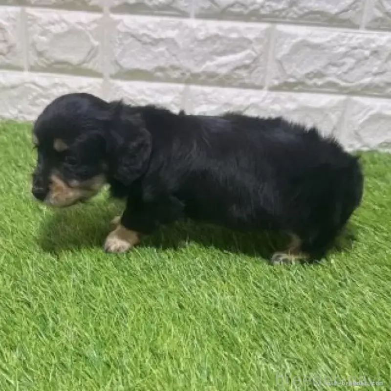 販売中の愛知県のカニンヘンダックスフンド(ロングヘアード)-453713の4枚目