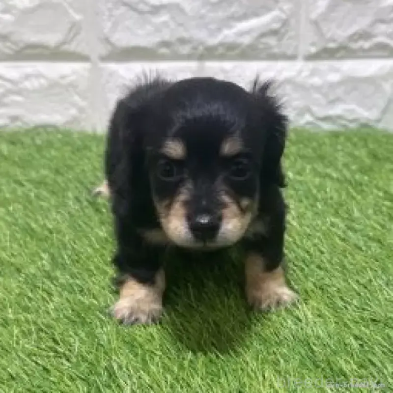 販売中の愛知県のカニンヘンダックスフンド(ロングヘアード)-453713の3枚目