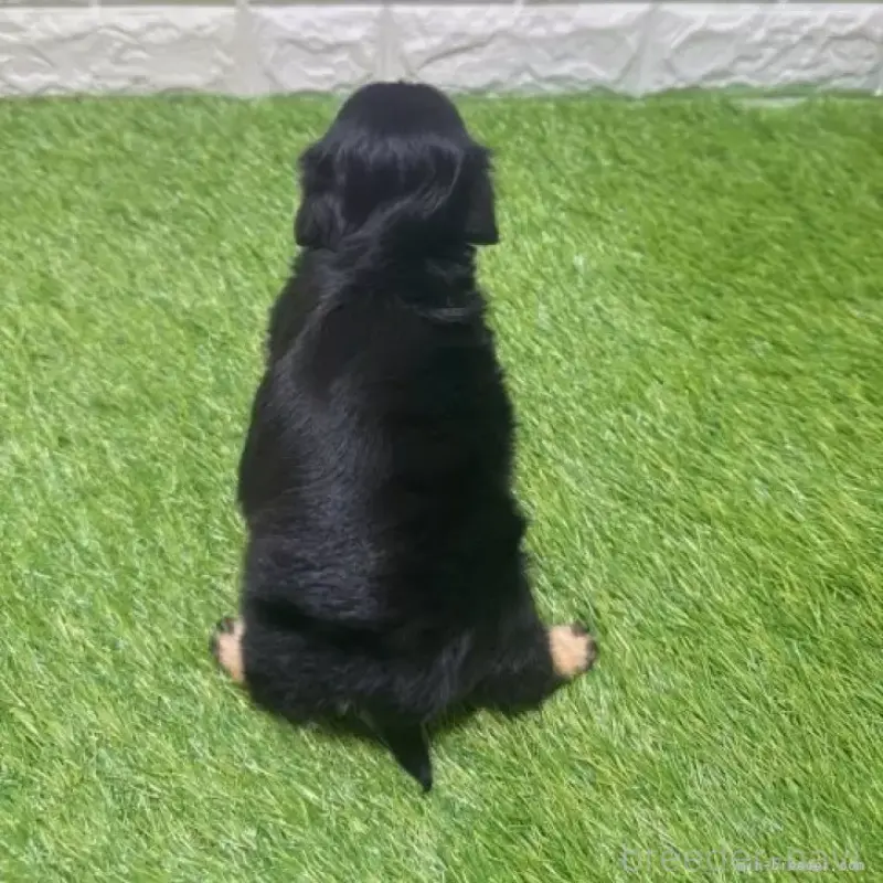 販売中の愛知県のカニンヘンダックスフンド(ロングヘアード)-453713の2枚目