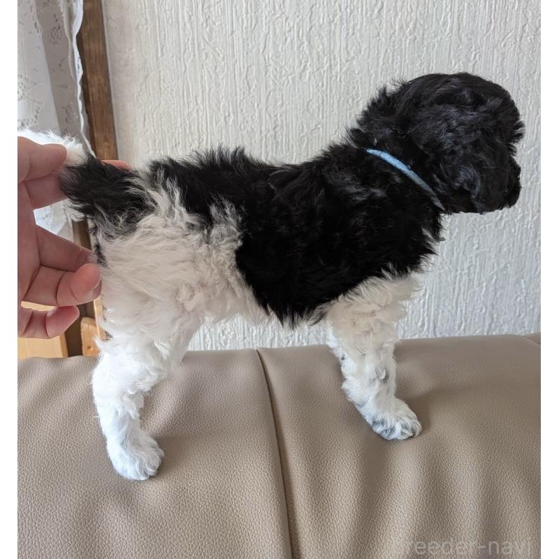 販売中の北海道のトイプードル-444437の5枚目