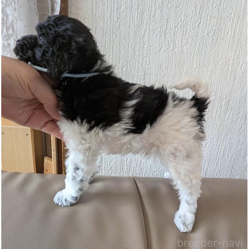 販売中の北海道のトイプードル-444437の4枚目