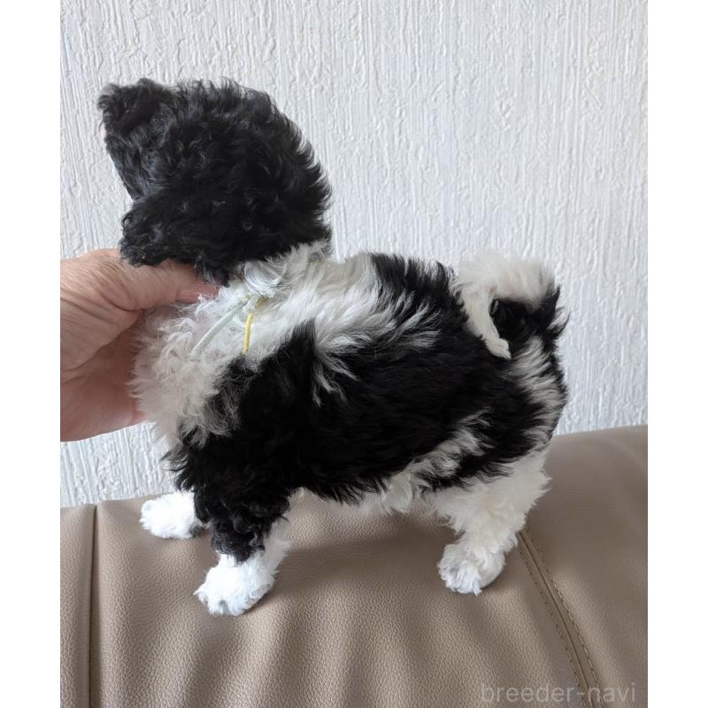 販売中の北海道のタイニープードル-444438の5枚目