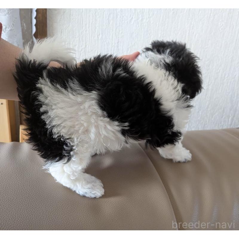 販売中の北海道のタイニープードル-444438の4枚目