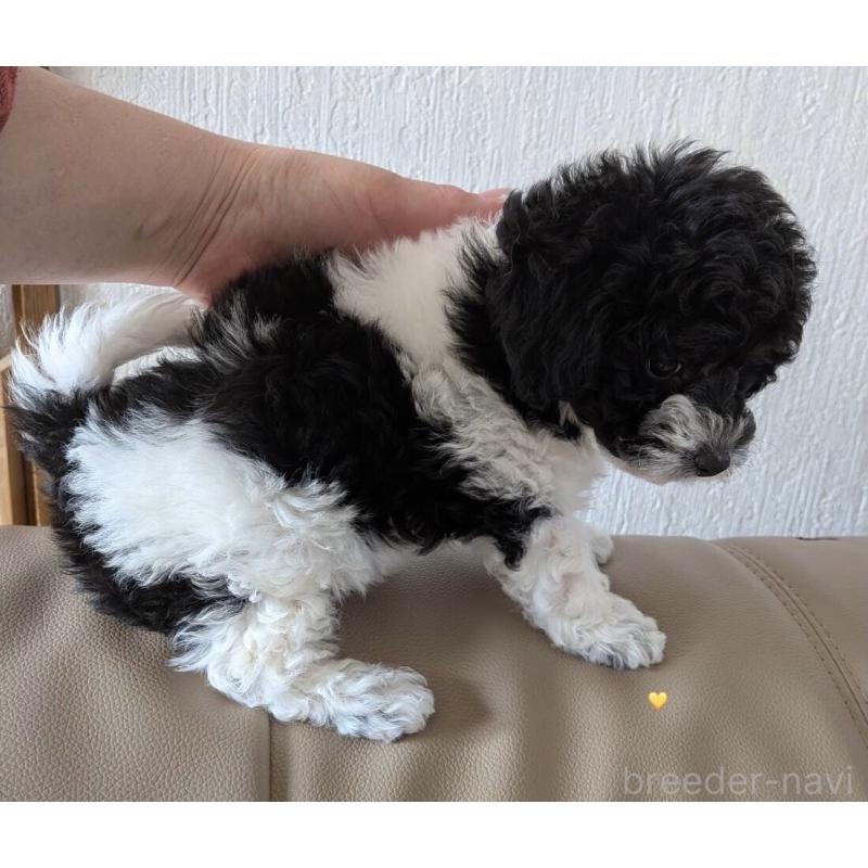 販売中の北海道のタイニープードル-444438の3枚目