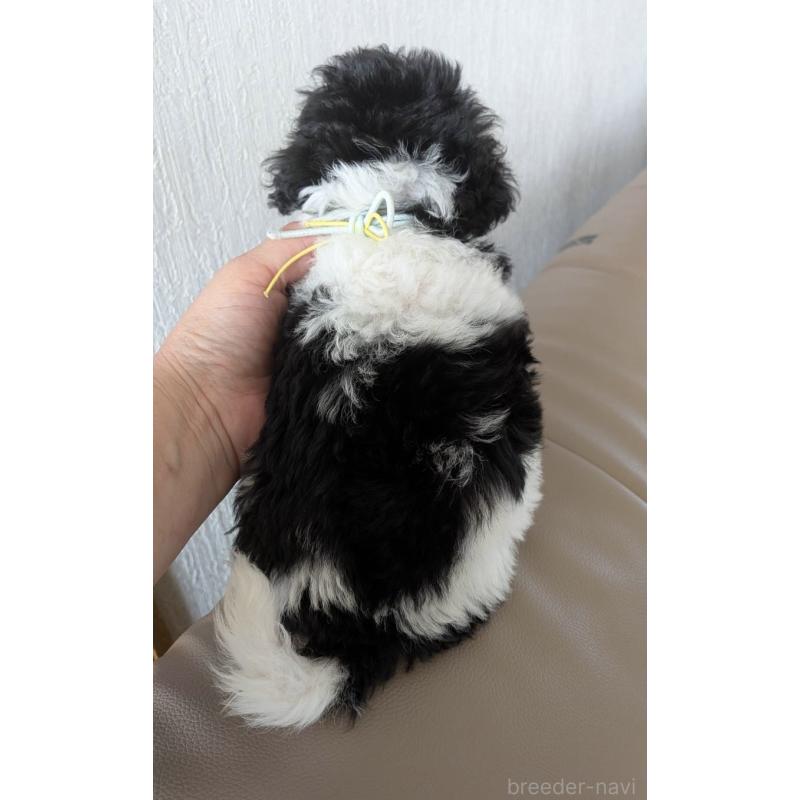 販売中の北海道のタイニープードル-444438の2枚目