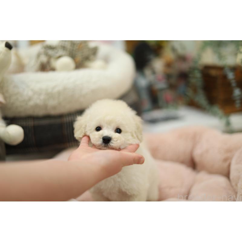 販売中の福井県のタイニープードル-452876