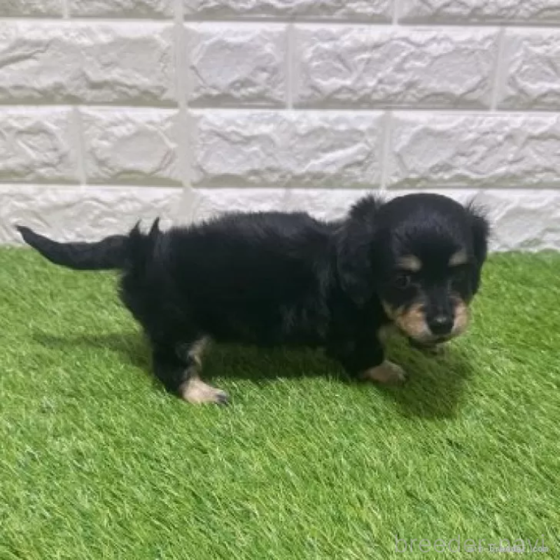 販売中の愛知県のカニンヘンダックスフンド(ロングヘアード)-453714の5枚目