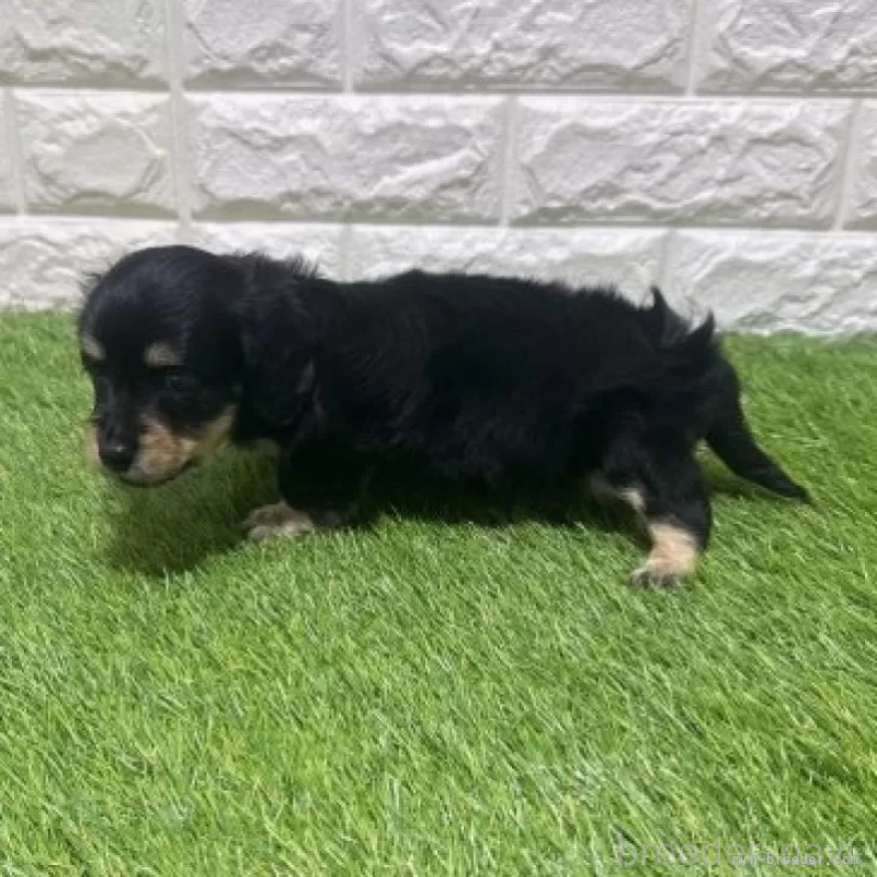 販売中の愛知県のカニンヘンダックスフンド(ロングヘアード)-453714の4枚目