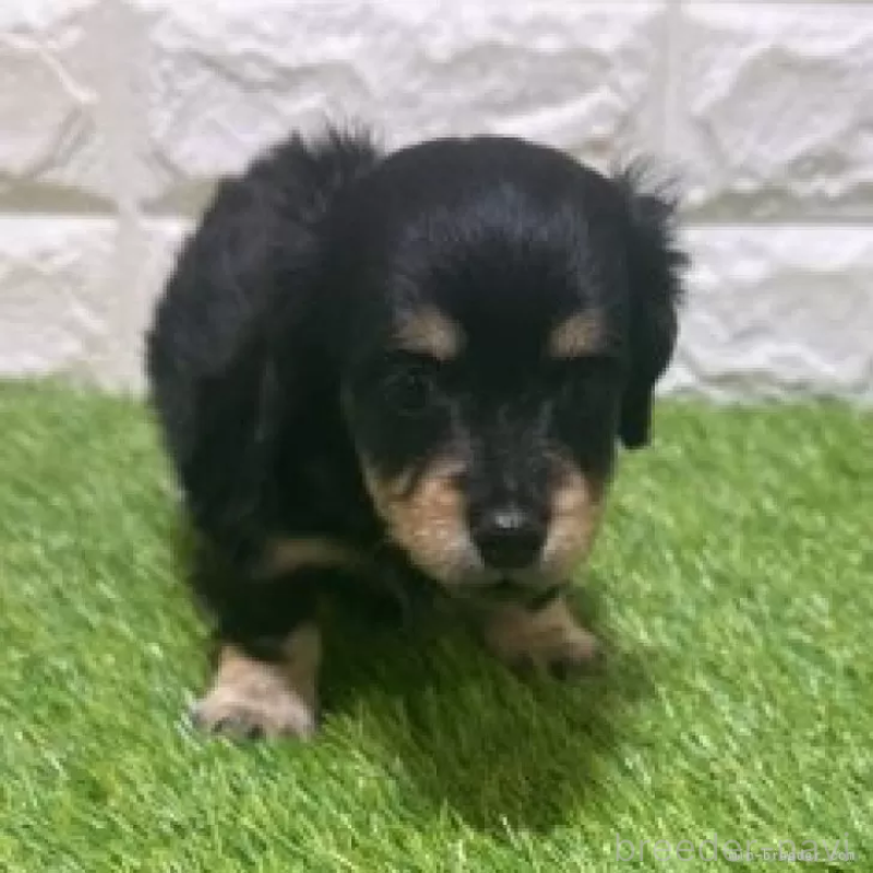 販売中の愛知県のカニンヘンダックスフンド(ロングヘアード)-453714の3枚目