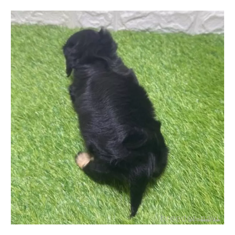 販売中の愛知県のカニンヘンダックスフンド(ロングヘアード)-453714の2枚目