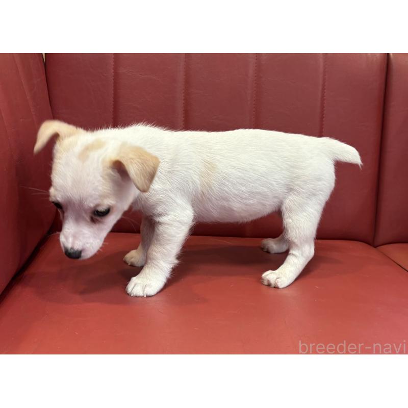 販売中の京都府のジャックラッセルテリア-445456の3枚目