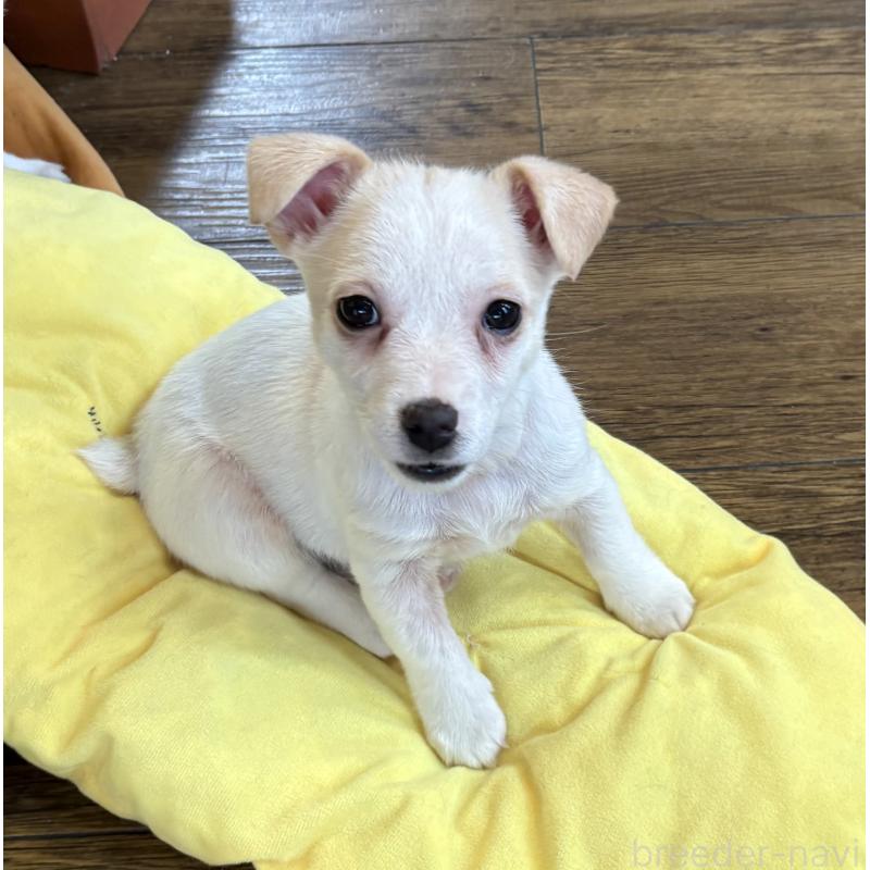 販売中の京都府のジャックラッセルテリア-445456の2枚目