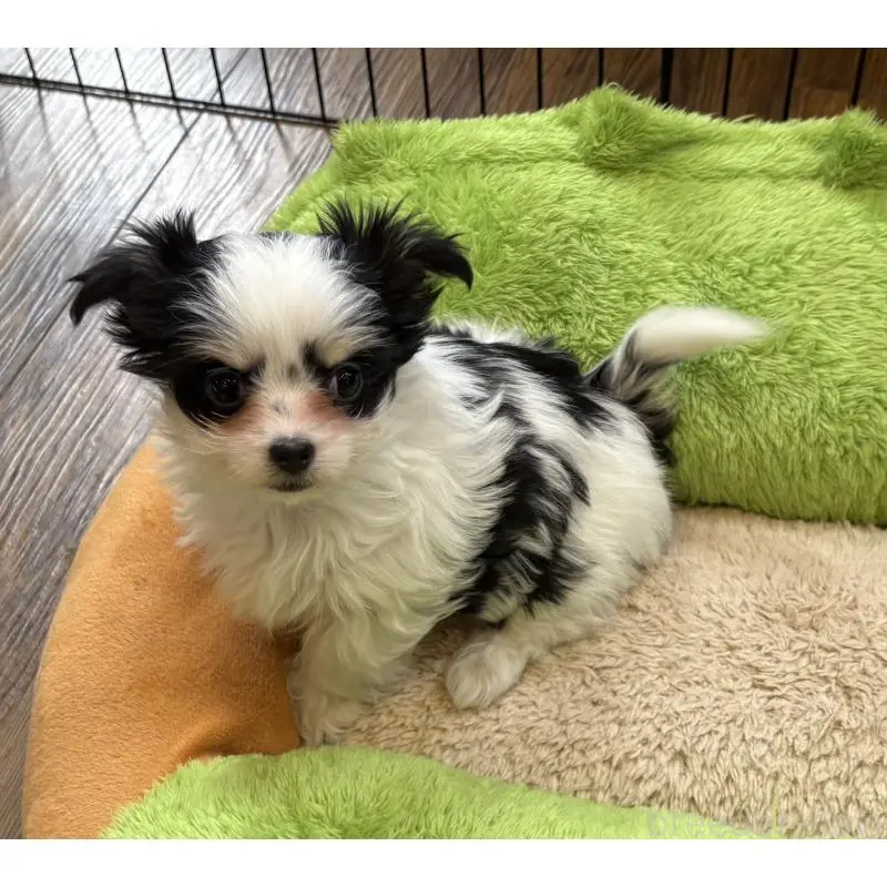 販売中の京都府のミックス犬-453716の4枚目