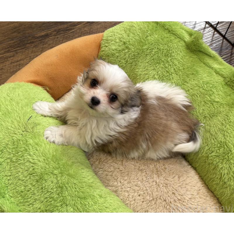 販売中の京都府のミックス犬-453718の4枚目