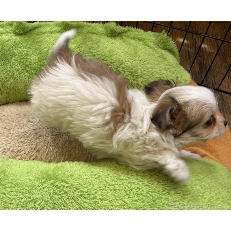 販売中の京都府のミックス犬-453718の3枚目