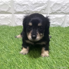 ♀︎カニンヘンダックスフンド(ロングヘアード)