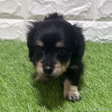 ♀︎カニンヘンダックスフンド(ロングヘアード)