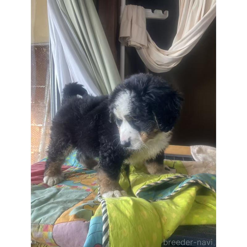 販売中の埼玉県のバーニーズマウンテンドッグ-453719の4枚目