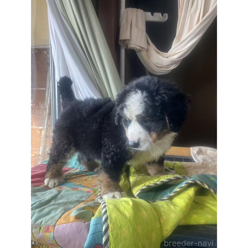 販売中の埼玉県のバーニーズマウンテンドッグ-453719の3枚目