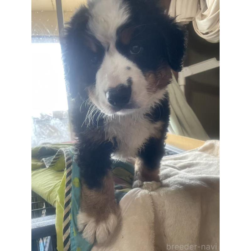 販売中の埼玉県のバーニーズマウンテンドッグ-453719の2枚目
