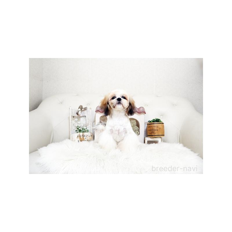 販売中の佐賀県のシーズー-435616の5枚目