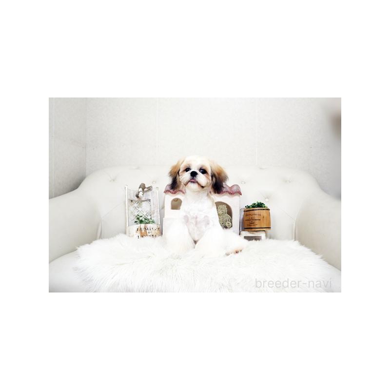 販売中の佐賀県のシーズー-435616の4枚目