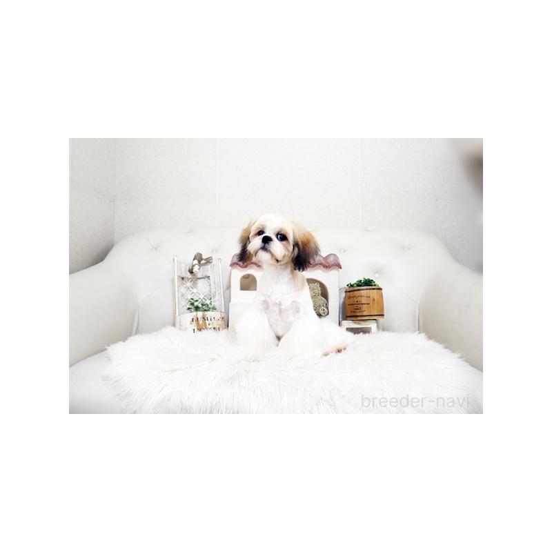 販売中の佐賀県のシーズー-435616の3枚目