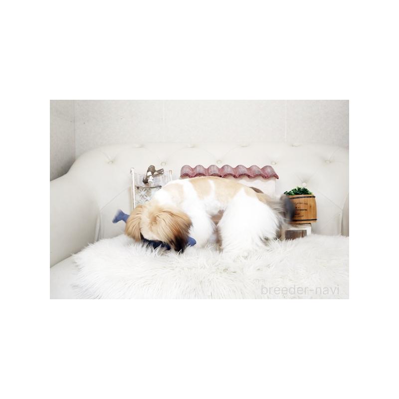 販売中の佐賀県のシーズー-435616の2枚目